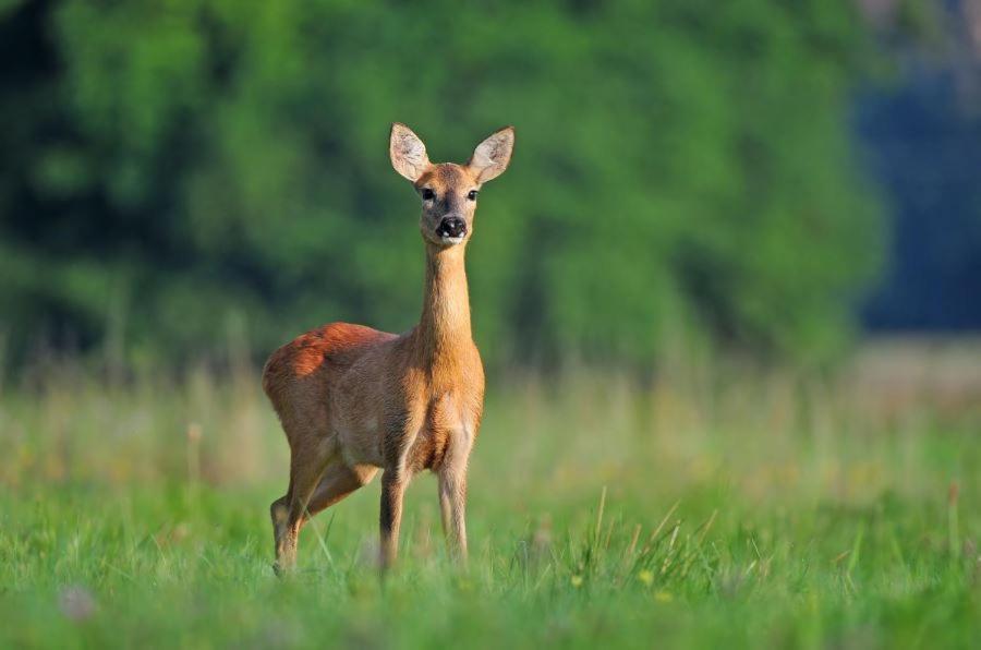 Ferienwohnung Am Weltnaturerbe Grumsin Ziehten 外观 照片