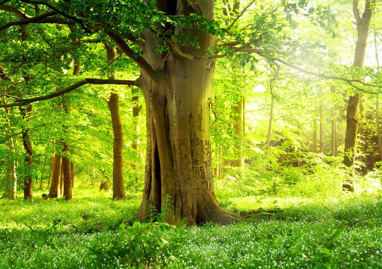Ferienwohnung Am Weltnaturerbe Grumsin Ziehten 外观 照片