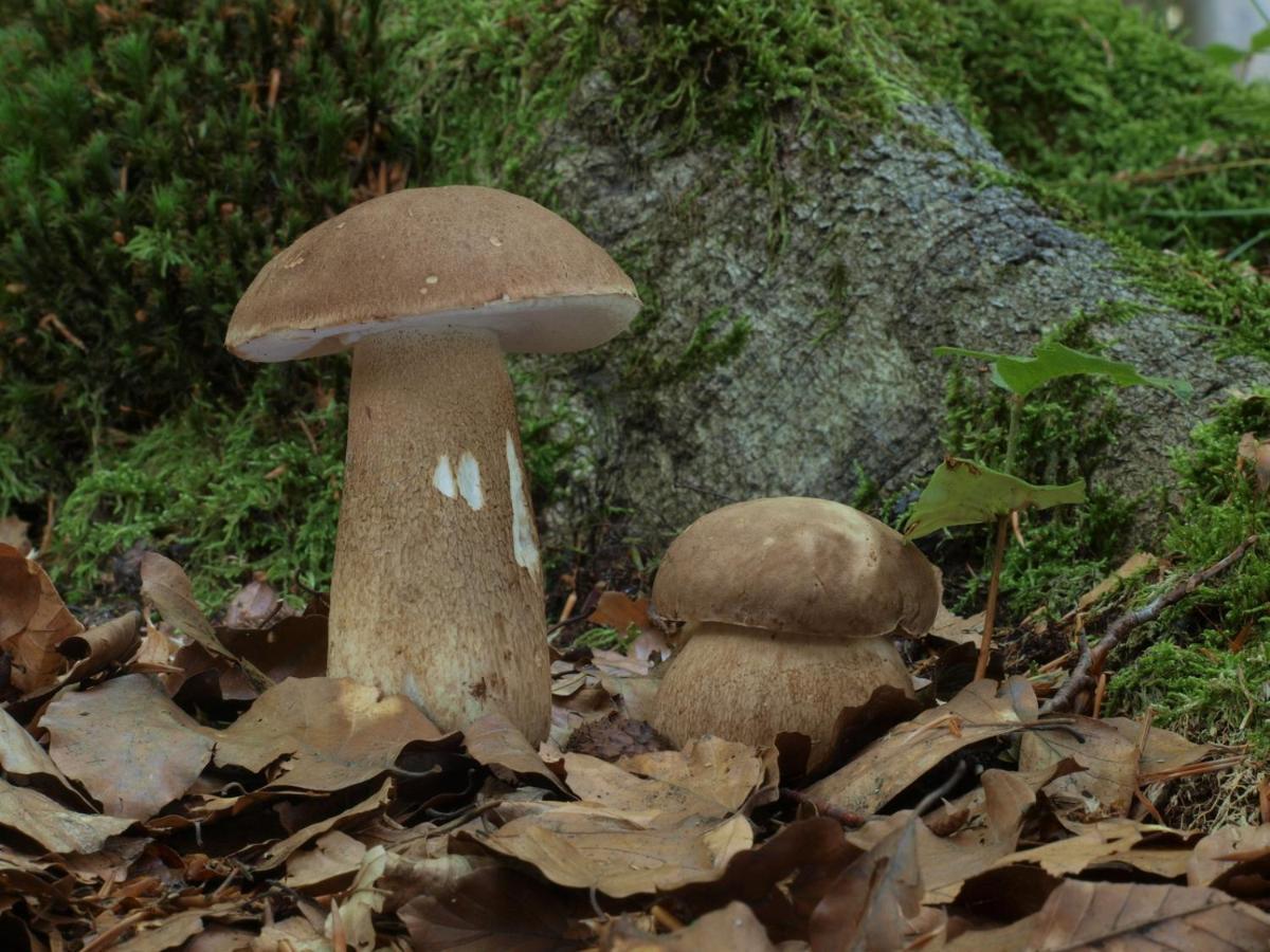 Ferienwohnung Am Weltnaturerbe Grumsin Ziehten 外观 照片