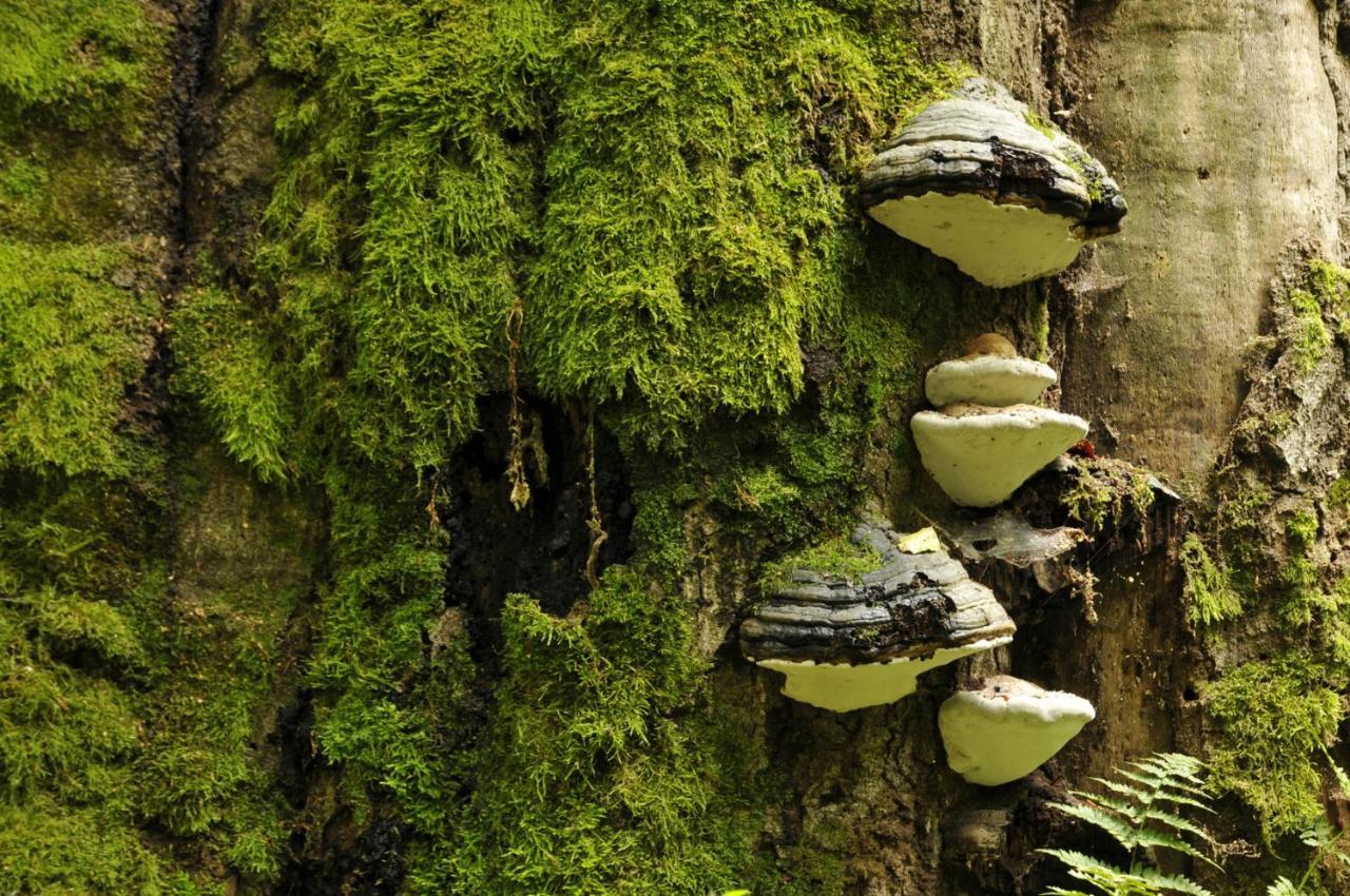 Ferienwohnung Am Weltnaturerbe Grumsin Ziehten 外观 照片
