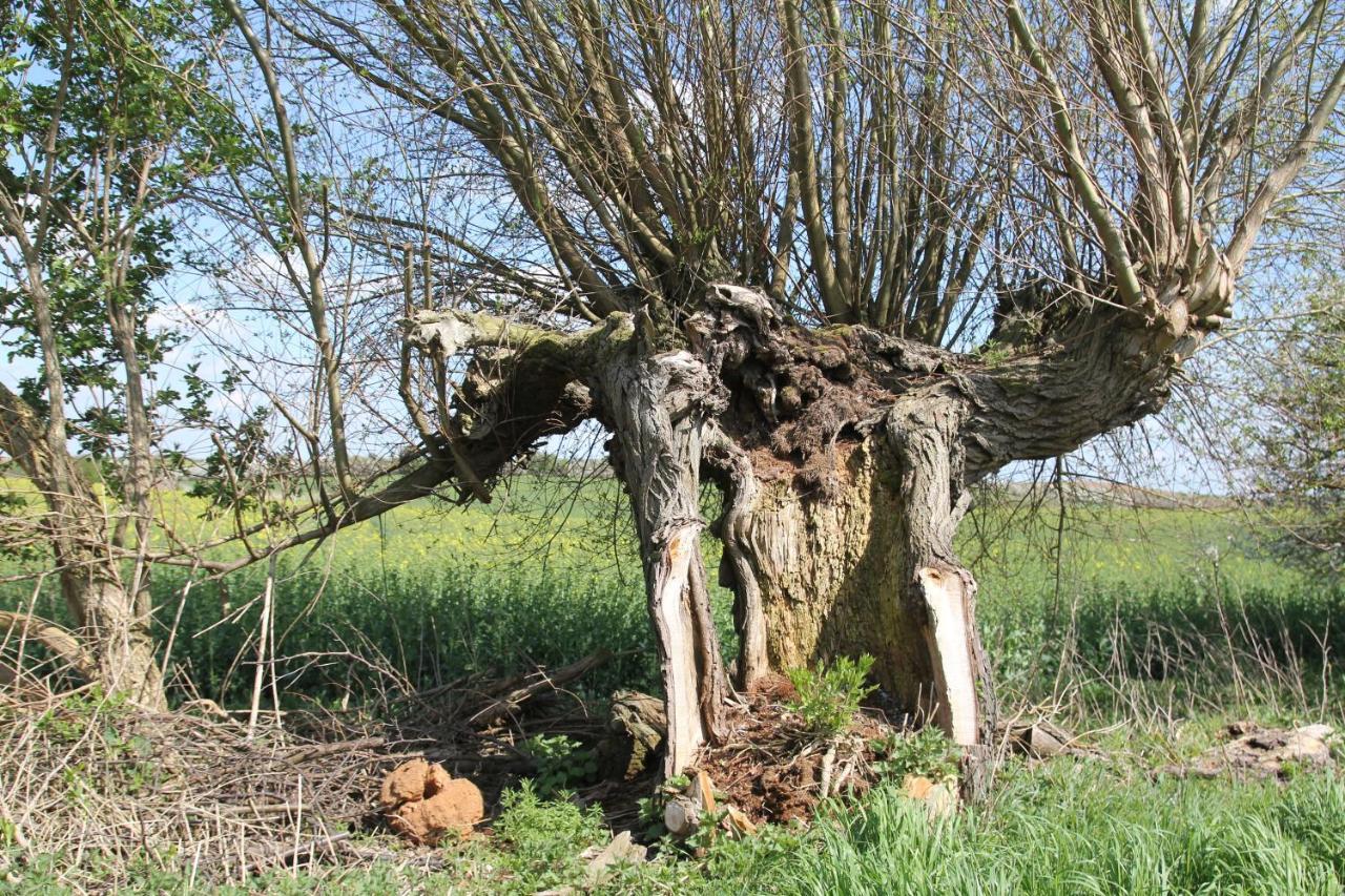 Ferienwohnung Am Weltnaturerbe Grumsin Ziehten 外观 照片